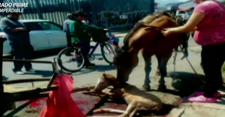 Animales expuestos a estrés: Caballo chocó a bus del Transantiago