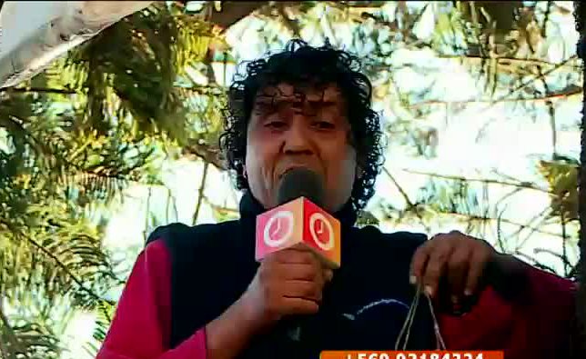 Vendedor ambulante vive en una araucaria en Valparaíso