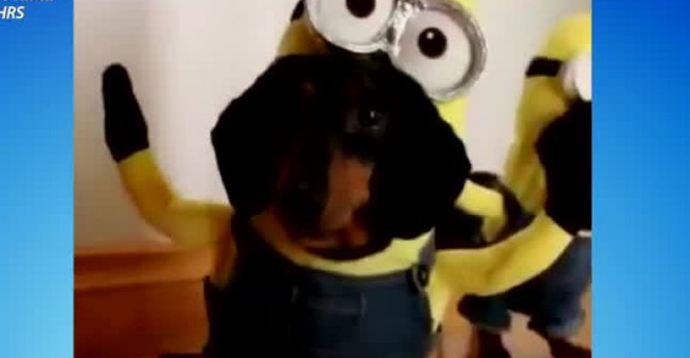 Divertidos videos de animales que han causado furor en Internet