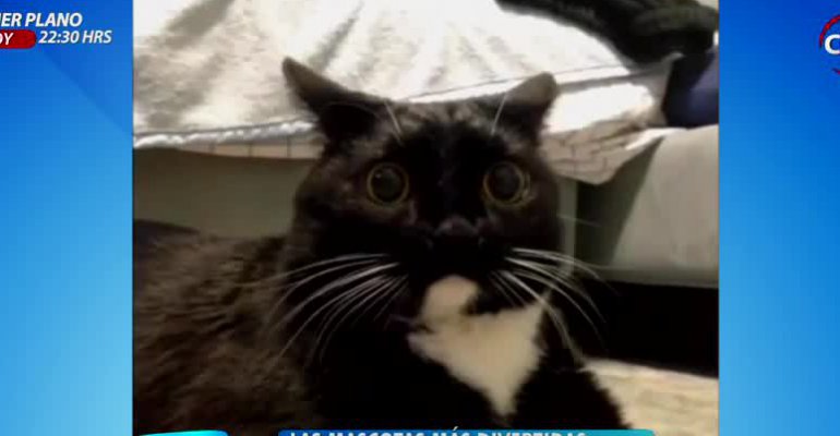 Revisa los más graciosos videos de tiernos gatos que inundan la web