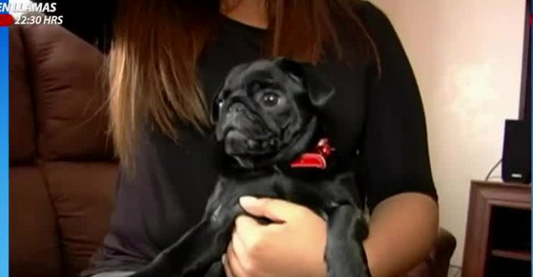 Compraron perros a través de Internet y a los pocos días murieron