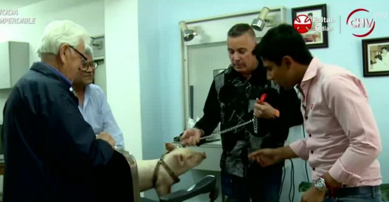 Willy Geisse compartió un día junto a las locuras del chancho Juanito