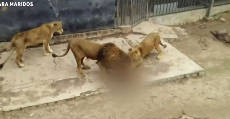 Joven que se lanzó a los leones dice que no escribió carta