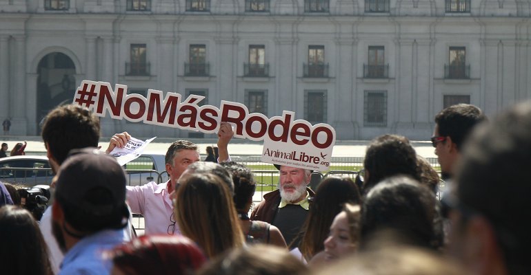Rodeo en polémica: ¿Tradición o maltrato animal? - Parte 2