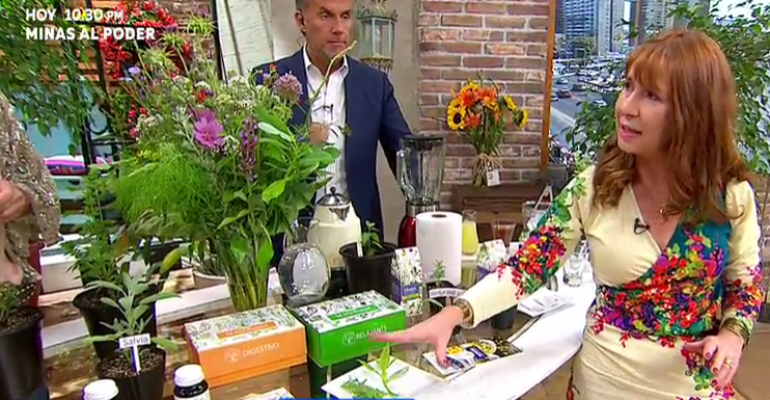 Las hierbas medicinales que debes tener en casa