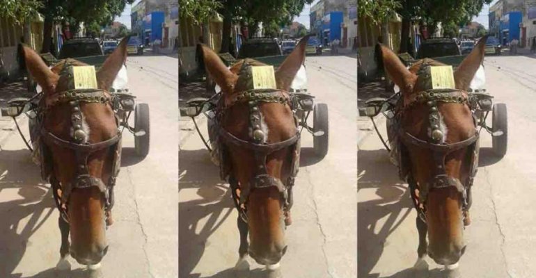 Le cobraron estacionamiento a un caballo