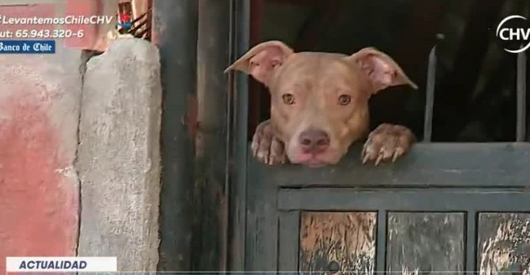 Perros hambrientos buscan comida en los techos de Cerrillos