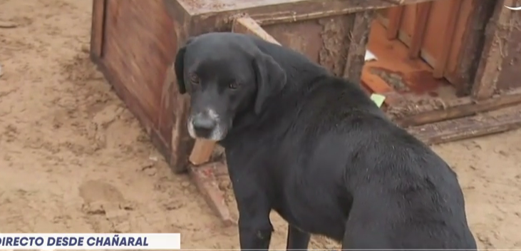 Perro habría salvado a una familia del barro en Chañaral