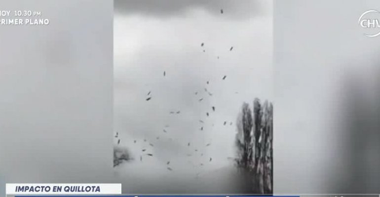 Mini tornado voló techos y árboles en Quillota