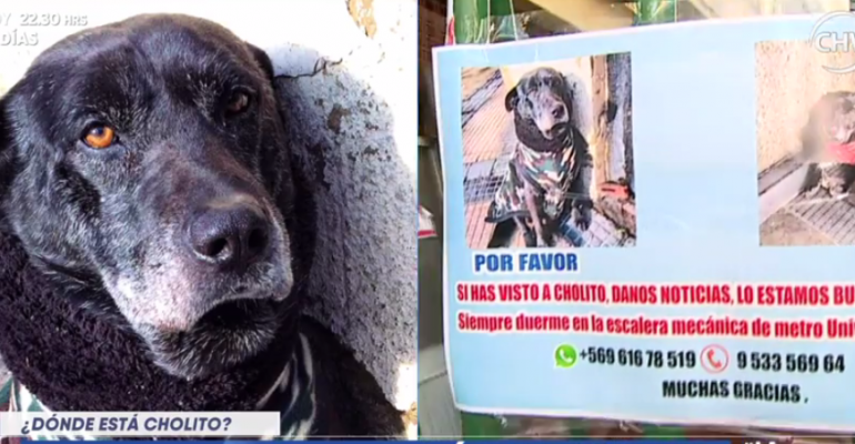 Inician campaña para encontrar a perro callejero Cholito