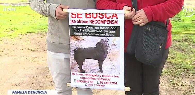 Familia denuncia que peluquería canina perdió su perro