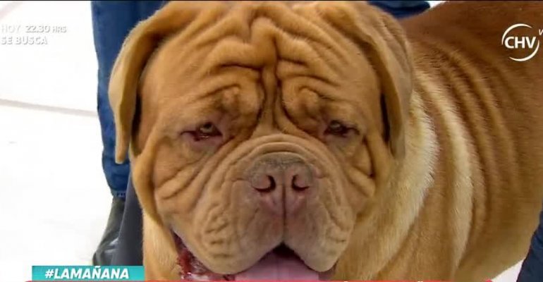 Las razas de perros mas asombrosas visitaron La Mañana