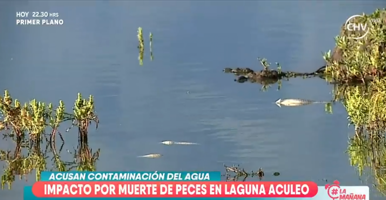 Impacto por muerte de peces en Laguna Aculeo