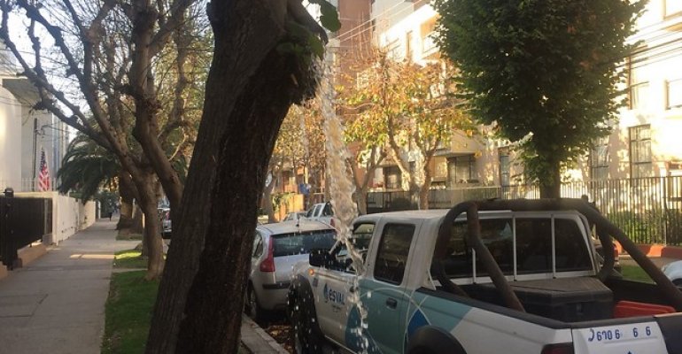 Insólito caso en Viña del Mar de árbol que lanza agua