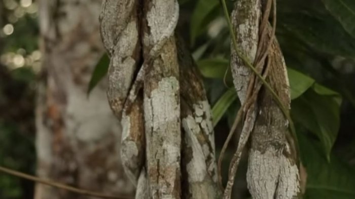 Investigan si muerte de chileno en Arica fue producto del consumo de ayahuasca