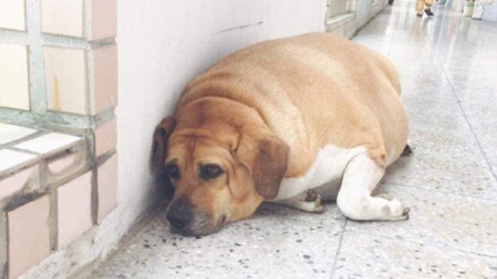 La historia de “Calcetín blanco”, el perro que pesa 50 kilos y que fue obligado a ponerse a dieta 🤐