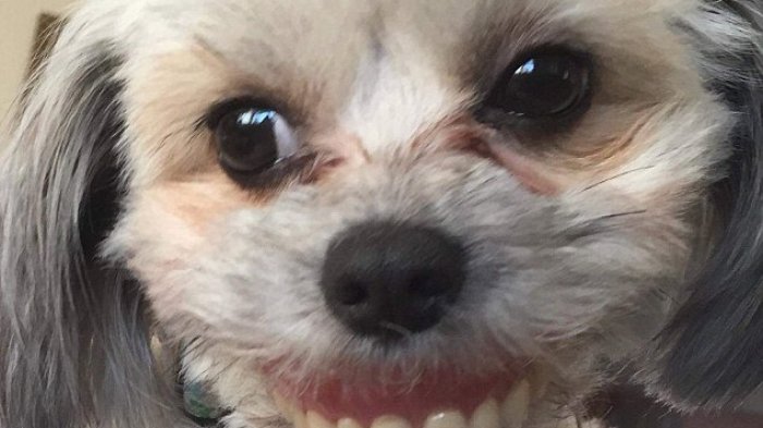 Perro sonriente: Despertó después de la siesta y encontró a su mascota usando su dentadura