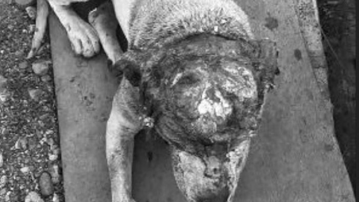 Impactantes imágenes dan cuenta de un ataque que terminó con la vida de una perrita en Huechuraba