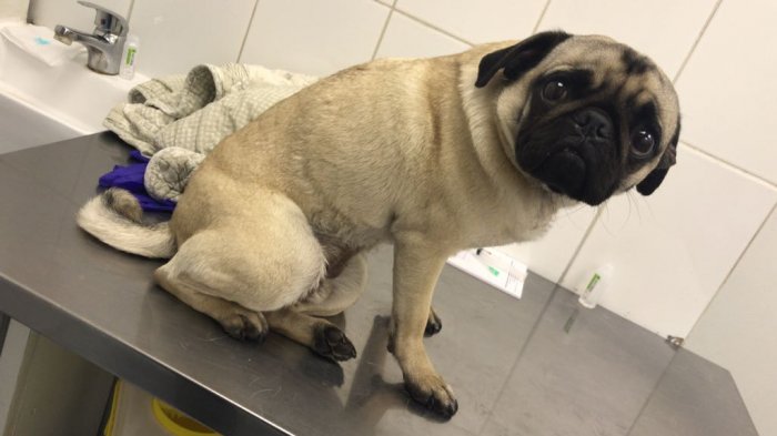 Los cuidados con las mascotas que se deben tener para estas Fiestas Patrias