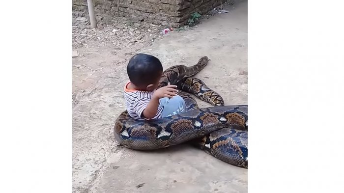 ¿No es peligroso? Bebé que aparece jugando con una anaconda se convirtió en viral