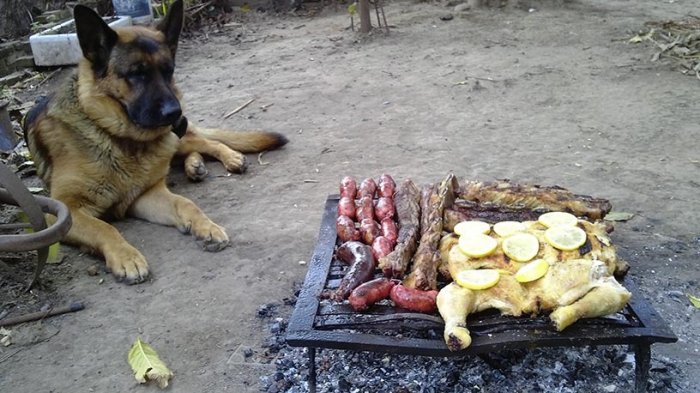 La razón por la que jamás debes darle longanizas o empanadas a tus mascotas