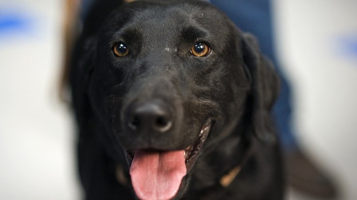 Perra salvó de pasar 50 años en la cárcel a hombre acusado de abusar sexualmente de su hija