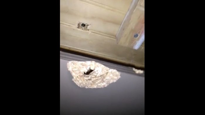 Le cayó una bala loca desde el cielo mientras leía la biblia con su esposo en su hogar en El Bosque