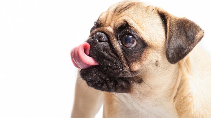 Desarrollan croqueta diseñada especialmente para los perros de la raza pug