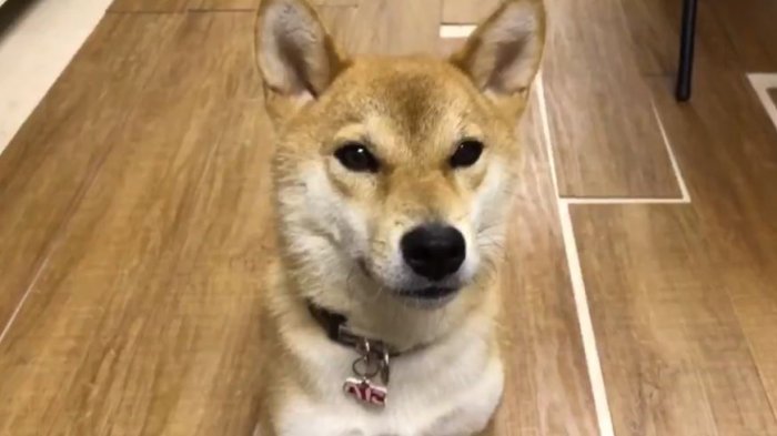 Video de perro japonés que habla trajo a la memoria de los chilenos a mascota que en 1998 decía “agua” y “tata”