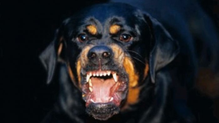 Perro callejero se vengó y le desgarró el pene a un hombre que le dio una patada