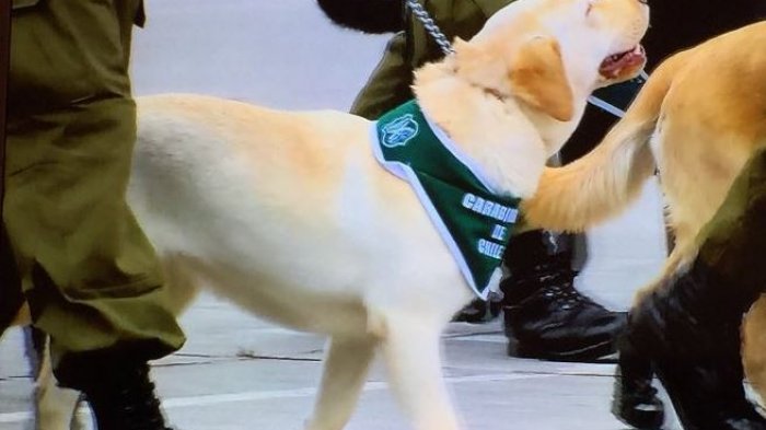 Lo que todos esperaban: Los tiernos perros que protagonizaron la Parada Militar 2018