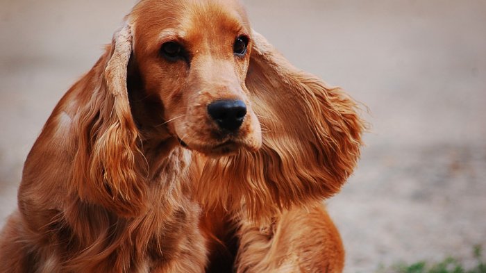 Veterinario de Animal Planet advirtió que los cocker spaniel no es una raza apta para los niños
