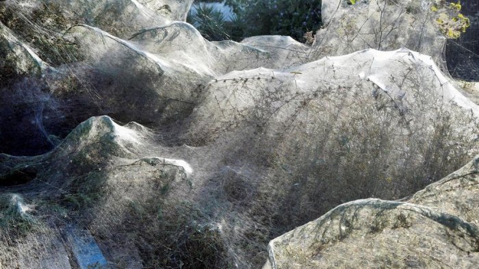 Aterradora telaraña de 300 metros apareció en una playa de Grecia