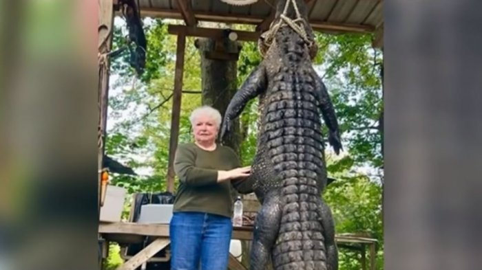 “A este lo hemos estado buscando”: Abuela de 73 años mató a enorme caimán que se había comido a su pony