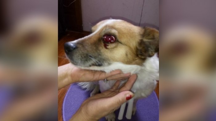 Perro que perdió un ojo tras recibir 