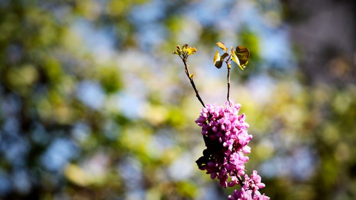 Maldita Primavera: Efectos de la corriente del niño podrían traer lluvias e intensificar cuadros de alergias