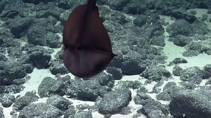 ¿Un monstruo marino? El sorprendente video de un extraño pez en las costas de Hawái