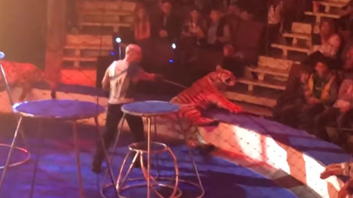 Tigresa sufre convulsiones en medio de un espectáculo circense y su domador pide que le lancen agua