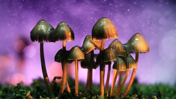 Hongos alucinógenos podrían transformarse en el tratamiento perfecto contra la depresión