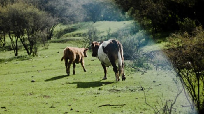 “Están agarrando a cuchillazos a la vaca ahí”: Video muestra descuartizamiento de vacunos en plena calle