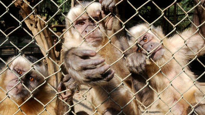 Robaron 4 monos desde el centro de rehabilitación de primates