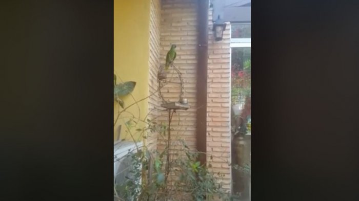 ¿Será real o no?: Más de 50 mil personas compartieron video viral que muestra a un loro cantando “La maldita primavera”