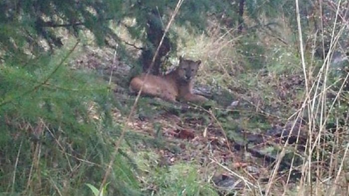 Carabineros alertó al SAG sobre un puma herido en Loncoche: Llegaron cuando ya estaba muerto