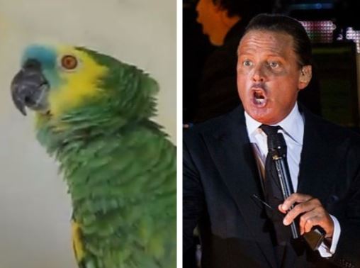 Luis Miguel con plumas: Loro se luce en redes sociales cantando “Será que no me amas”