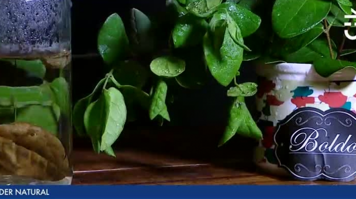 Repara el hígado y ayuda para dormir: Los grandes beneficios que tiene el boldo