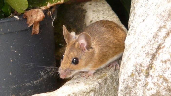 ¿No habrán exagerado?: Pequeño ratón causó un verdadero pandemonio en vagón de metro