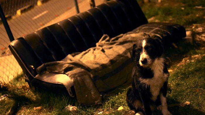 Hombre que violó a un perro en Chillán Viejo fue condenado a 61 días de cárcel