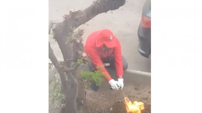 Antofagasta: Denuncian a funcionarios del municipio de quemar panal de abejas