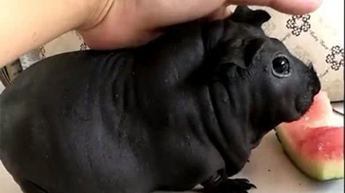 La peor estafa del año: Le vendieron un 