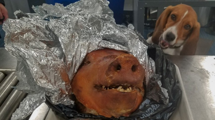 Nostalgia por la comida de su país: Ecuatoriano viajo a Estados Unidos con una cabeza de chancho al horno